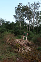 Patrick Blanc observing the dry leafy stems of Hedychium ellipticum on an exposed sandstone slab, Phu Hin Rong Kla NP, Phitsanulok, Thailand, Nov. 2018