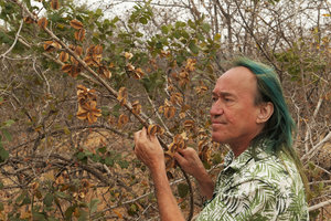 Patrick Blanc observing the dry winged fruits of a Combretum, South Luangwa NP, Zambia, Sept. 2017