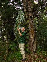 Patrick Blanc observing the epiphytic Ericaceae, Diplycosia heterophylla var. latifolia, Fraser&#039;s Hill, Malaysia, Dec. 2016