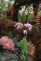 Patrick Blanc observing the epiphytic Pleione praecox, Doi Inthanon NP, 2400 m asl, Thailand, Nov. 2018
