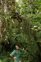Patrick Blanc observing the epiphytic Vittaria and Medinilla, Batu, Malang, Java, May 2018