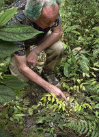 Patrick Blanc observing the erect but plagiotropic stems of Begonia arfakensis, Kwau, 1500 m asl, Arfak Mts, West Papua, May 2025