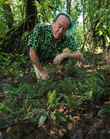 Patrick Blanc observing the erect filmy fern Cephalomanes atrovirens looking like a bonzai tree fern, Halisi, Vangunu, Solomon Islands, Sept. 2019