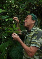 Patrick Blanc observing the erect green flower and the bright white hanging baccate fruits of Burmeistera velutina, Mashpi FR, Pichincha, Ecuador, Aug. 2021