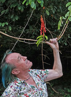 Patrick Blanc observing the erect inflorescence of Bauhinia cardinalis, Cat Tien NP, Vietnam, Nov. 2019