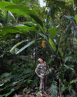 Patrick Blanc observing the erect orange inflorescence of Heliconia caribaea, Petit Bras David, Basse Terre, Guadeloupe, Feb. 2026