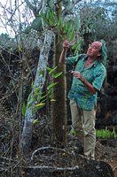 Patrick Blanc observing the erect oval leaves of Ipomoea habeliana growing in dry exposed rocky habitat, Santa Cruz, Galapagos Is., Aug. 2021