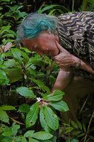 Patrick Blanc observing the flower and leaves of Cyrtandra decurrens, Waai waterfall, Ambon, Moluccas, April 2024