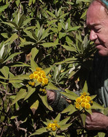 Patrick Blanc observing the flower heads of the shrubby Inula confertiflora, 3500 m asl, Bale NP, Ethiopia, Jan. 2019
