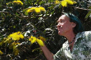 Patrick Blanc observing the flowering branches of Combretum fruticosum , Mountain Pine Ridge Reserve, Belize, Jan. 2020