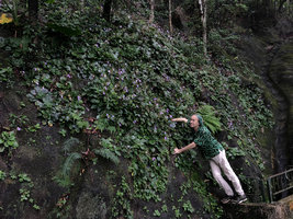 Patrick Blanc observing the flowering  population of Primulina dryas on concrete retaining wall, Victoria Peak, Hong Kong, Aug. 2018