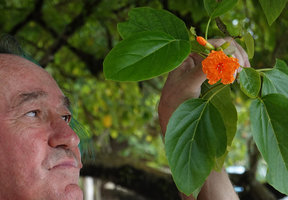 Patrick Blanc observing the flower of Cordia subcordata, Mbambanga, Solomon Islands, Sept. 2019