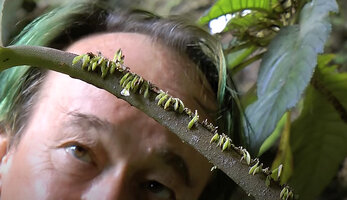 Patrick Blanc observing the flowers appearing along the pseudo petiole or petiolode of the unifoliate Monophyllaea singularis, Bau, Sarawak, Borneo, July 2010