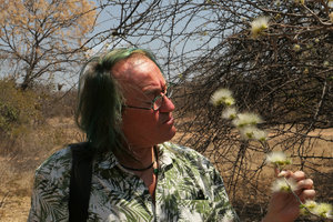 Patrick Blanc observing the flowers of Albizia anthelmintica,  Katombora Is., Victoria Falls, Zambia, Sept. 2017