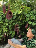 Patrick Blanc observing the flowers of Aristolochia gigantea at the Val Rahmeh Botanical Garden, France, Aug. 2020