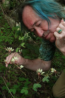 Patrick Blanc observing the flowers of Bauhinia similis, Nui Chua NP, Vietnam, Nov. 2019