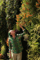Patrick Blanc observing the flowers of Lobelia laxiflora on his Vertical Garden, Mc Arthur Glen Provence, Mas de la Peronne, Miramas, April 2017