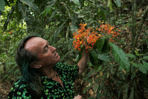 Patrick Blanc observing the flowers of Saraca declinata, Khao Sok NP, Thailand, March 2017