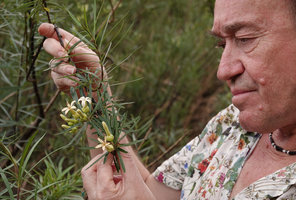 Patrick Blanc observing the flowers of Telectadium dongnaiense, Ben Cu rapids, Dong Nai river, Cat Tien NP, Vietnam,Nov. 2019