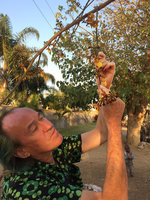 Patrick Blanc observing the flowers of the Asian Gmelina arborea, planted as a street tree, Lusaka, Zambia, Sept. 2017