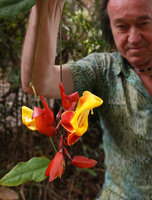 Patrick Blanc observing the flowers of Thunbergia mysorensis, a form with big bright red calyx and light brown red basal lobes of the corolla, Brahmagiri WS, Karnataka, India, Jan. 2023