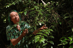 Patrick Blanc observing the foliage of Amborella trichopoda, Col d&#039;Amieu, New Caledonia, Aug. 2023