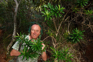 Patrick Blanc observing the foliage of Hibbertia lucens, Mont Dore, New Caledonia, Aug. 2023