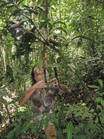 Patrick Blanc observing the freely detached Freycinetia elegantula stems, Karawari, Sepik,Papua New Guinea