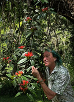 Patrick Blanc observing the freely hanging flowering stems of the epiphytic Aeschynanthus fulgens, Chiang Dao, Thailand, Oct. 2023.