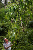 Patrick Blanc observing the freely hanging leafy stems of Epipremnum ceramense, Waimital, Kairatu, Seram, Moluccas, April 2024