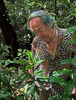 Patrick Blanc observing the fruits at the top of a one m tall erect free standing stem of Freycinetia marantifolia, Malagufuk, Sorong, West Papua, May 2025