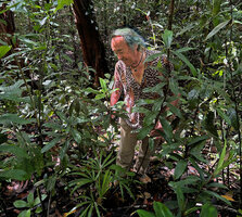 Patrick Blanc observing the fruits at the top of a one m tall erect free standing stem of Freycinetia marantifolia, Malagufuk, Sorong, West Papua, May 2025