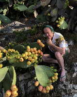 Patrick Blanc observing the fruits of the invasive Opuntia ficus-indica on the French Riviera, Eze, France