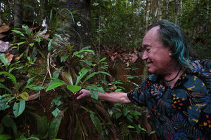 Patrick Blanc observing the global funnel distribution of the erect leaves of Acrotrema intermedium, an unsual leaf arrangement in the genus Acrotrema, Makandawa FR, Sri Lanka, Nov. 2024