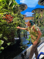 Patrick Blanc observing the growth habit of Phyllanthus pulcher on a rock in the Dreamscape Garden, Changi T2 airport, Singapore, Nov. 2023