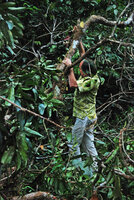 Patrick Blanc observing the growth habits of mature tree crowns during the Canopy Raft, Radeau des Cimes expedition preparation, Phou Hin Poun NBCA, Khammouane, Laos, Jan. 2012