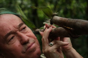 Patrick Blanc observing the hairy ligular sheath of a forest bamboo, Bach Ma NP, 500 m asl, Hue, Vietnam, Oct. 2018