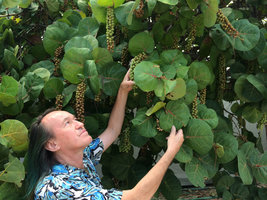 Patrick Blanc observing the hanging fruits of Coccoloba uvifera, Miami Beach, Florida, July 2016