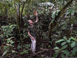 Patrick Blanc observing the hanging infructescence of Pleuranthodium cf. racemigerum, Manusela NP, 800 m asl, Seram, Moluccas, April 2024
