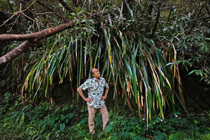 Patrick Blanc observing the huge distichous sedge, Machaerina iridifolia, Grand Etang, La Réunion, July 2024