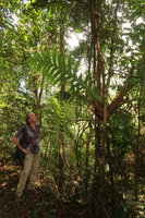 Patrick Blanc observing the huge fronds of Aglaomorpha heraclea, Fraser&#039;s Hill, Malaysia, Aug. 2018