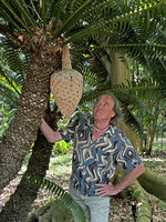 Patrick Blanc observing the huge hanging female cone of Dioon spinulosum, Fairchild BG, Miami, March 2026