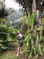 Patrick Blanc observing the huge hanging infructescence of Attalea cohune, Candelaria Lodge, Alta Verapaz, Guatemala, Jan. 2020