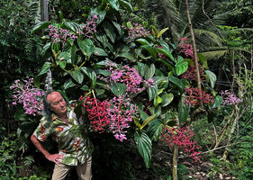 Patrick Blanc observing the huge inflorescences and infructesecences of Medinilla teysmannii, Apolog, Negros, Philippines, Jan. 2025