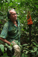 Patrick Blanc observing the huge infructescence of Amorphophallus hewittii, Gunung Mulu NP, Sarawak, Borneo, Sept. 2018
