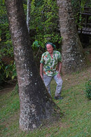 Patrick Blanc observing the huge swollen base of the solitary Ravenala blancii in the Vakona Forest Lodge park, Andasibe, Madagascar, Aug. 2024