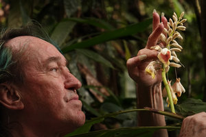 Patrick Blanc observing the inflorescence of Alpinia novae-pommeraniae, Tenaru Falls, Guadalcanal, Solomon Islands, Sept. 2019
