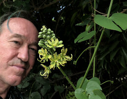 Patrick Blanc observing the inflorescence of Bauhinia pulla, Nui Chua NP, Vietnam, Nov. 2019