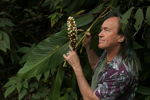 Patrick Blanc observing the inflorescence of Larsenianthus (syn. Hitchenia) careyanus, Putao, Kachin, Myanmar, Dec. 2017
