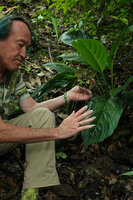 Patrick Blanc observing the inflorescence of Tacca chantrieri, Khao Yai NP, Thailand, March 2022